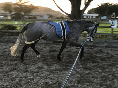 Getting Your Ponies Fit With Poppy And Evie